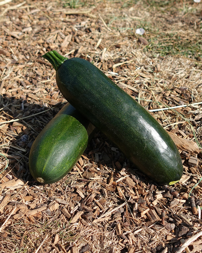 COURGETTES VERTES.FR