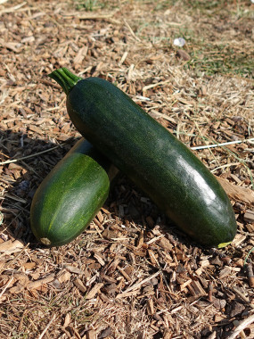 COURGETTES VERTES.FR