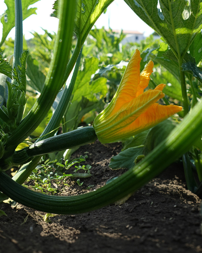 FLEUR DE COURGETTE FEMELLE FR.