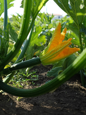 FLEUR DE COURGETTE FEMELLE FR.