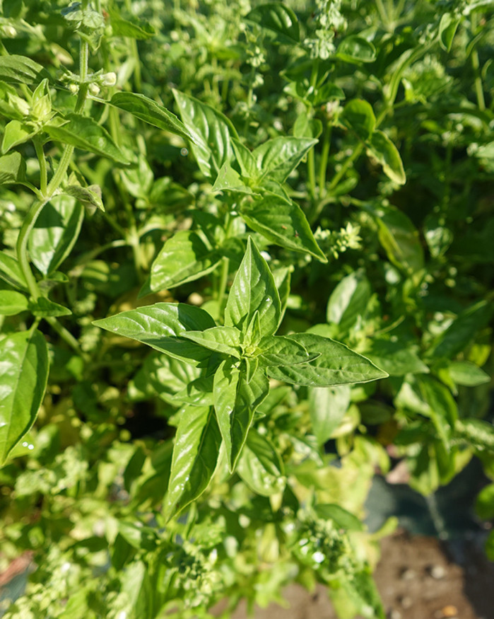 BASILIC GRAND VERT. FR