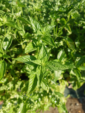 BASILIC GRAND VERT. FR