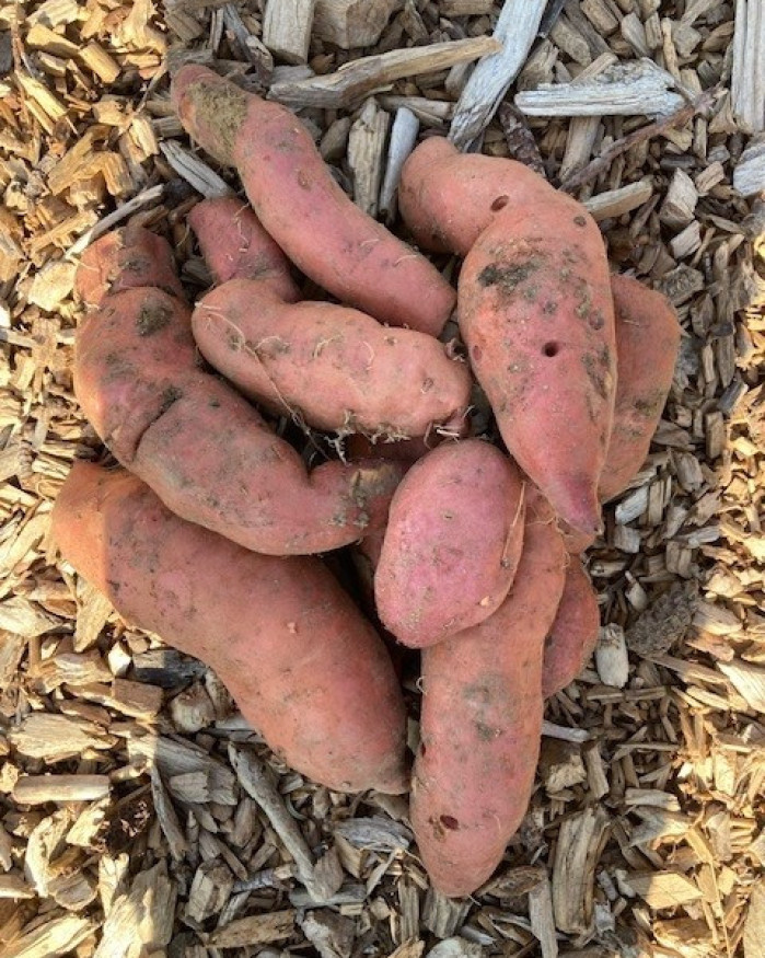 PATATE DOUCE FR.