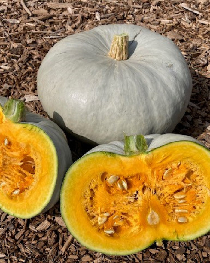 COURGE BLEU DE HONGRIE FR.