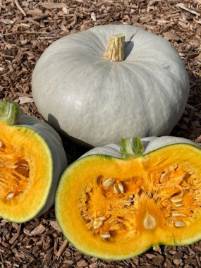 COURGE BLEU DE HONGRIE FR.