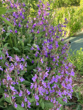 FLEURS COMESTIBLES FR.