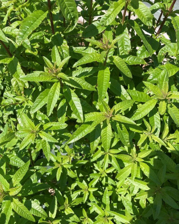 VERVEINE FR.