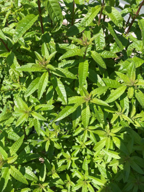 VERVEINE FR.