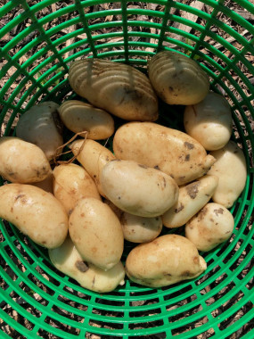 POMME DE TERRE SPUNTA FR.