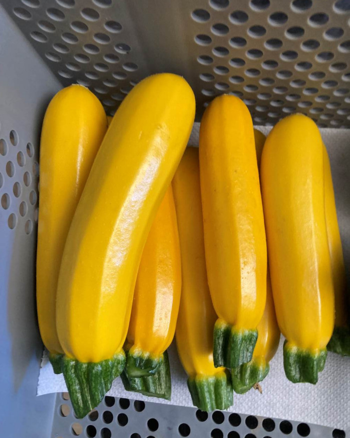 COURGETTE JAUNE FR.