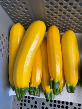 COURGETTE JAUNE FR.