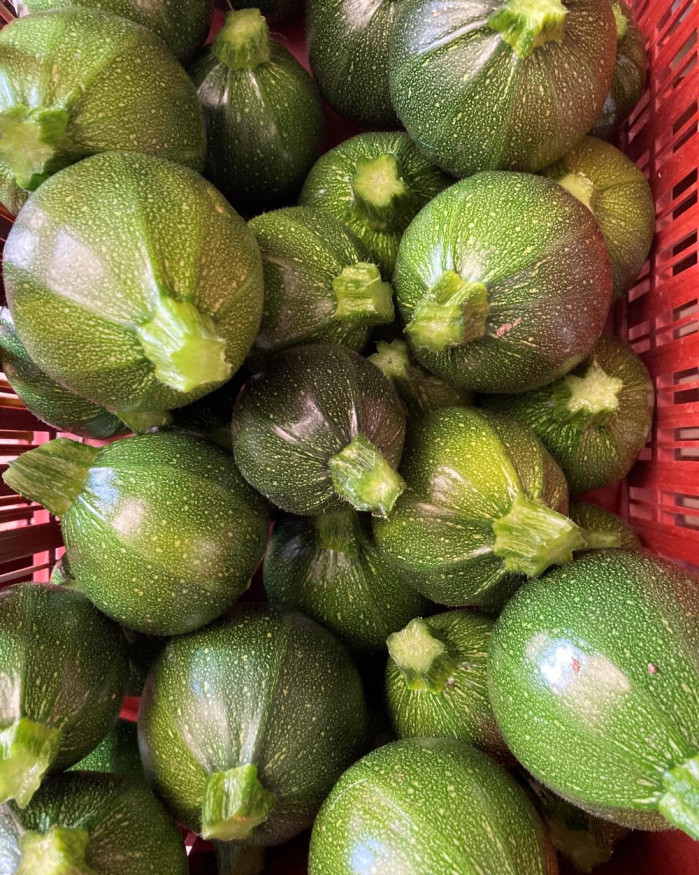 COURGETTE RONDE FR.