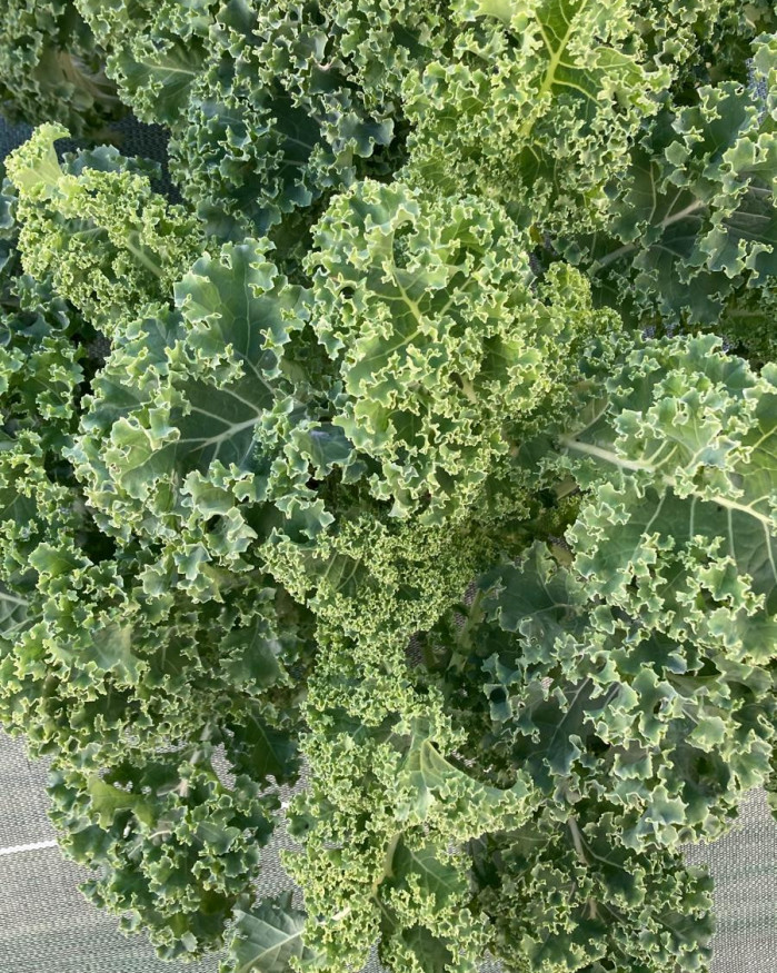 CHOU KALE FR.