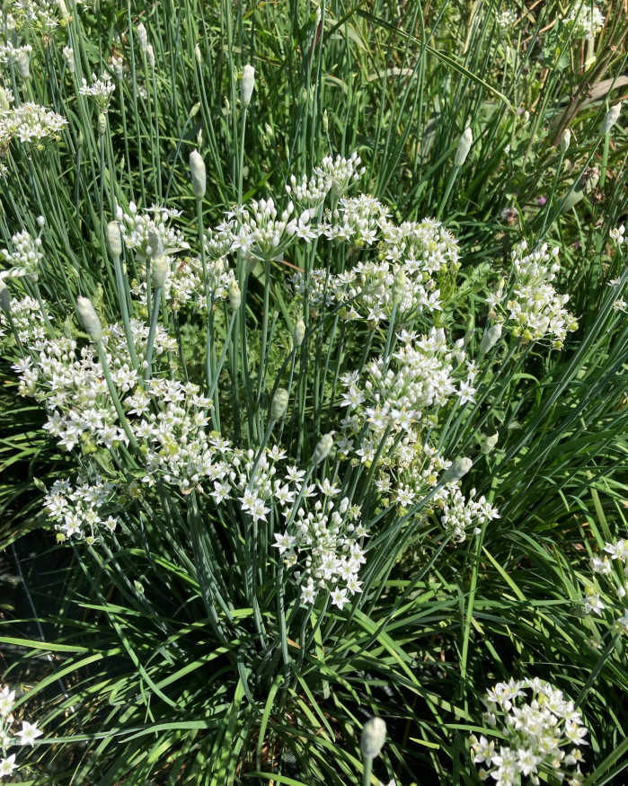 ciboule de chine en fleurs