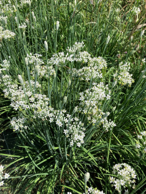 CIBOULE DE CHINE FR.