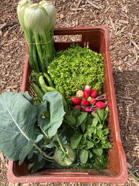 PANIER DE LEGUMES DU MOMENT.