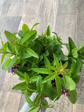 BOUQUET FRAIS A INFUSION FR.
