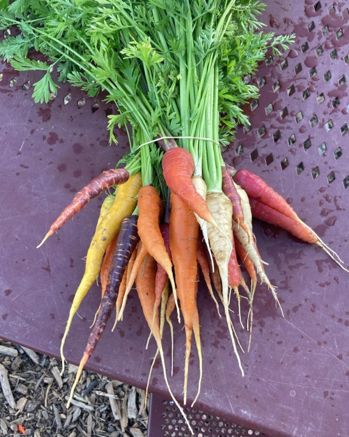 carottes couleurs
