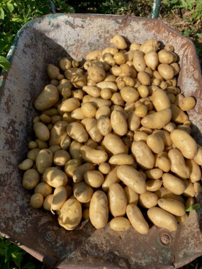 POMME DE TERRE AGATA FR.