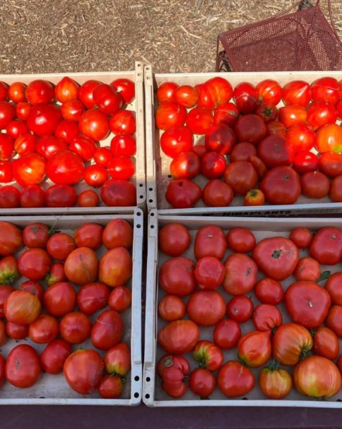 TOMATE FR.