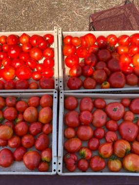 TOMATES COULEURS FR.