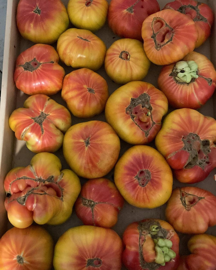 tomates couleurs fr.