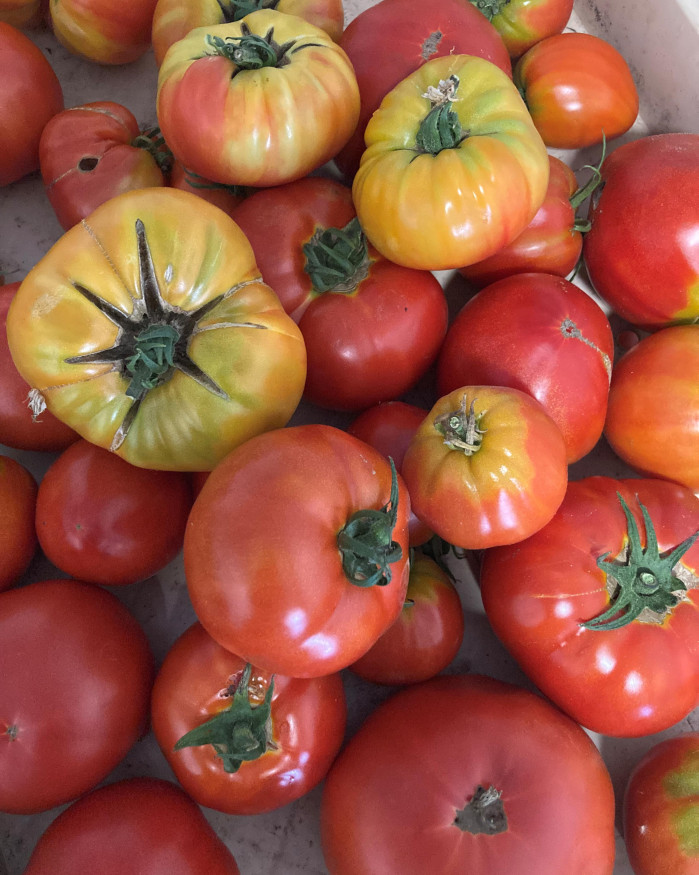 tomates couleurs fr.