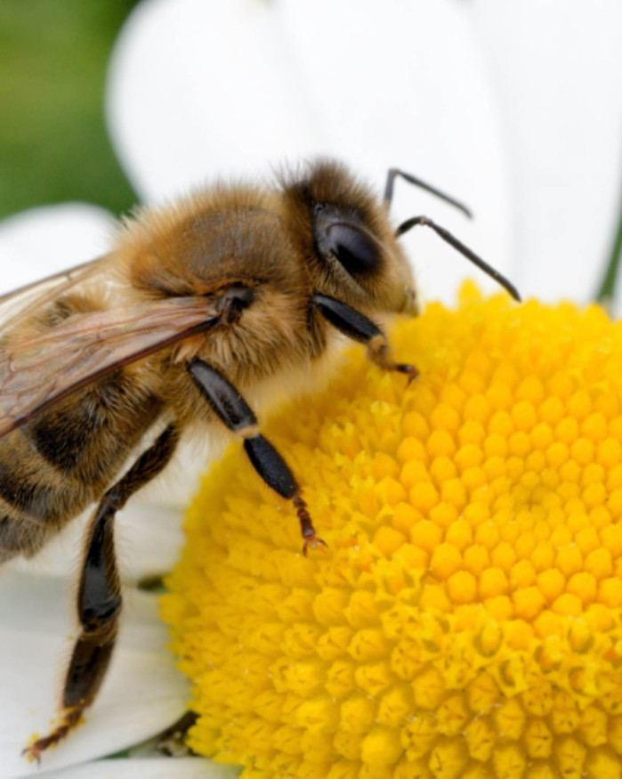 Abeille