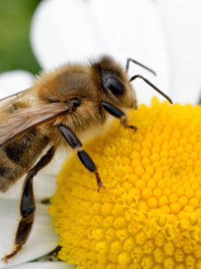 Comment les abeilles produisent le miel ? 