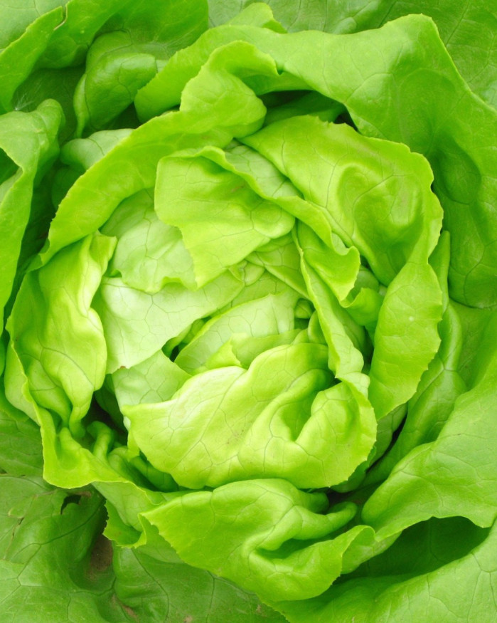 SALADE FR.