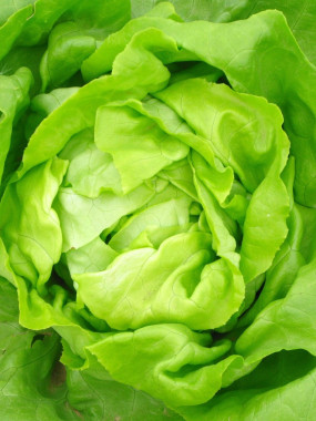 SALADE FR.