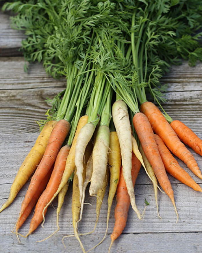 CAROTTES FR.