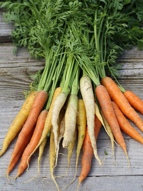 CAROTTES FR.