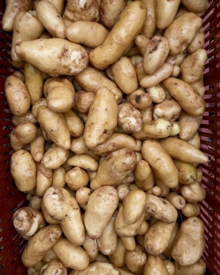 POMME DE TERRE RATTE FR.