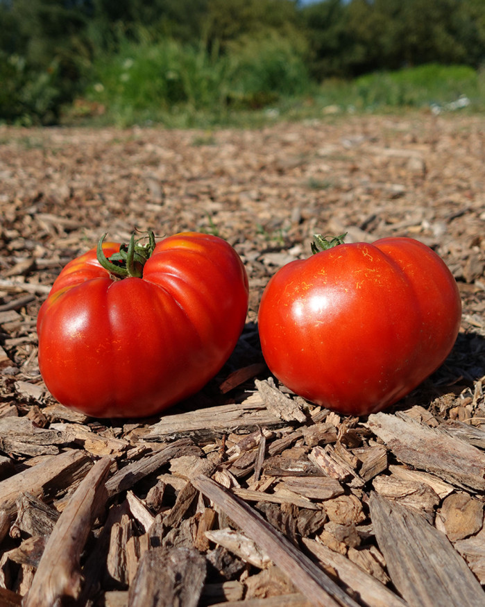 TOMATES COULEURS FR.