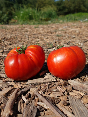 TOMATES COULEURS FR.