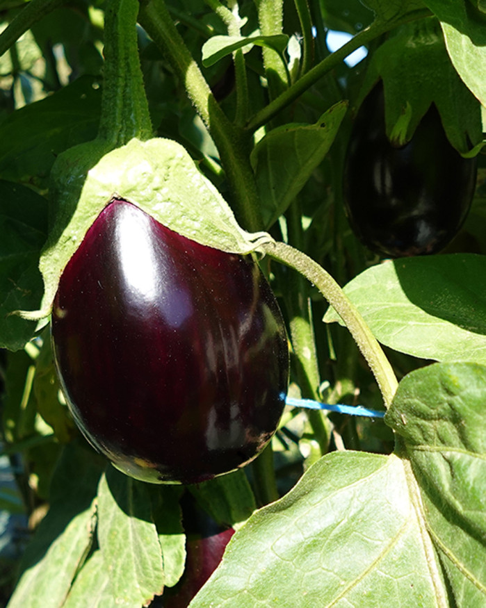 AUBERGINE FR.