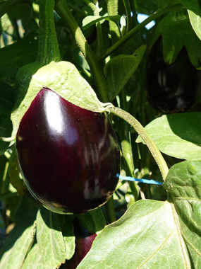 AUBERGINE FR.